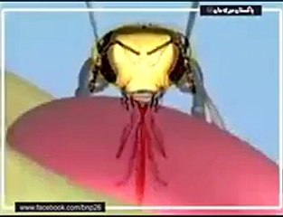 شہد کس طرح بنتا ہے   How does honey