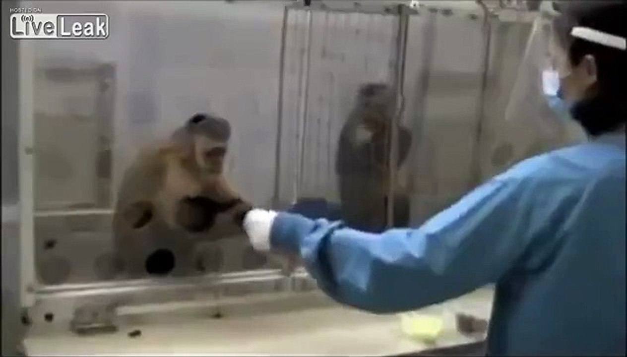 Morality Comes from Evolution