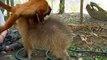 Friendly Monkey Gives Capybara a Massage