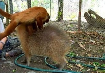 Friendly Monkey Gives Capybara a Massage