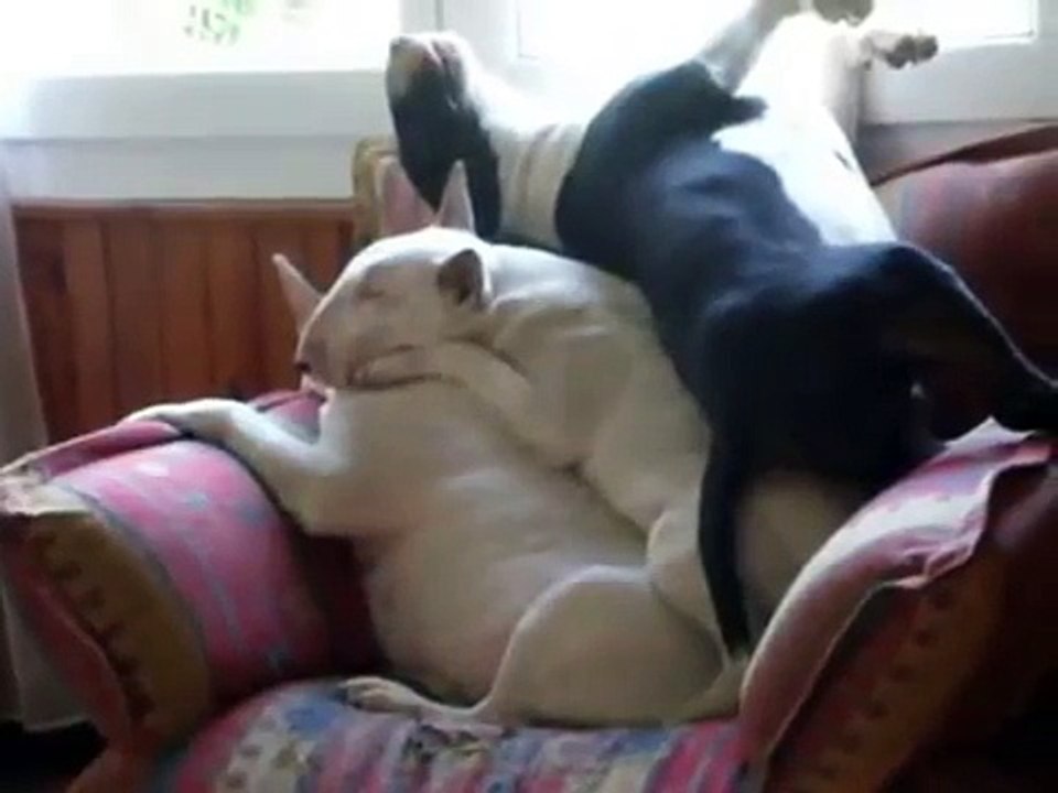 3 Dogs Sleep in a Stack