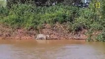 Tiger-attacks-on-crocodile-What-Happen-See-Full Video - watch Amazing video online 2015