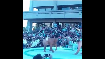 When a sumo creates an earthquake... Crazy fight!