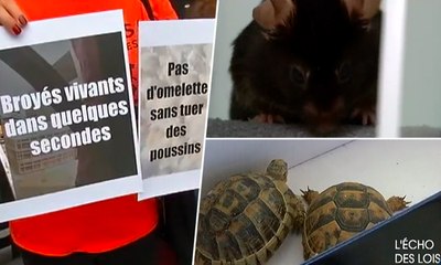 L’Écho des Lois : Protection animale : la loi de la jungle ?