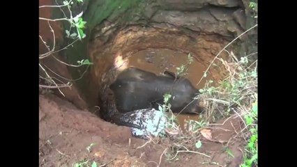 Elephant in Abandoned Well Saved by Excavator