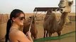 Camel Feeding in Camel Farm - Desert Safari Tours