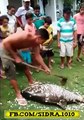 Cleaning a big Fish with steel