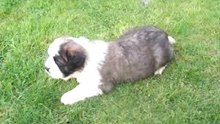 ACHILLE