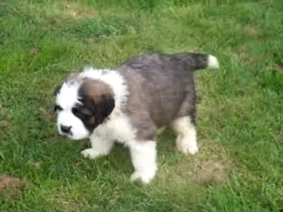 achille