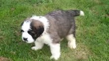 achille