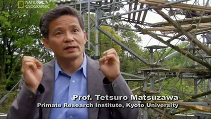 Vidéo : un chimpanzé prouve que sa mémoire est supérieure à celle de l'Homme