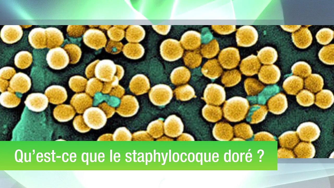 Le staphylocoque doré : un ennemi intime à 2 visages - Vidéo Dailymotion