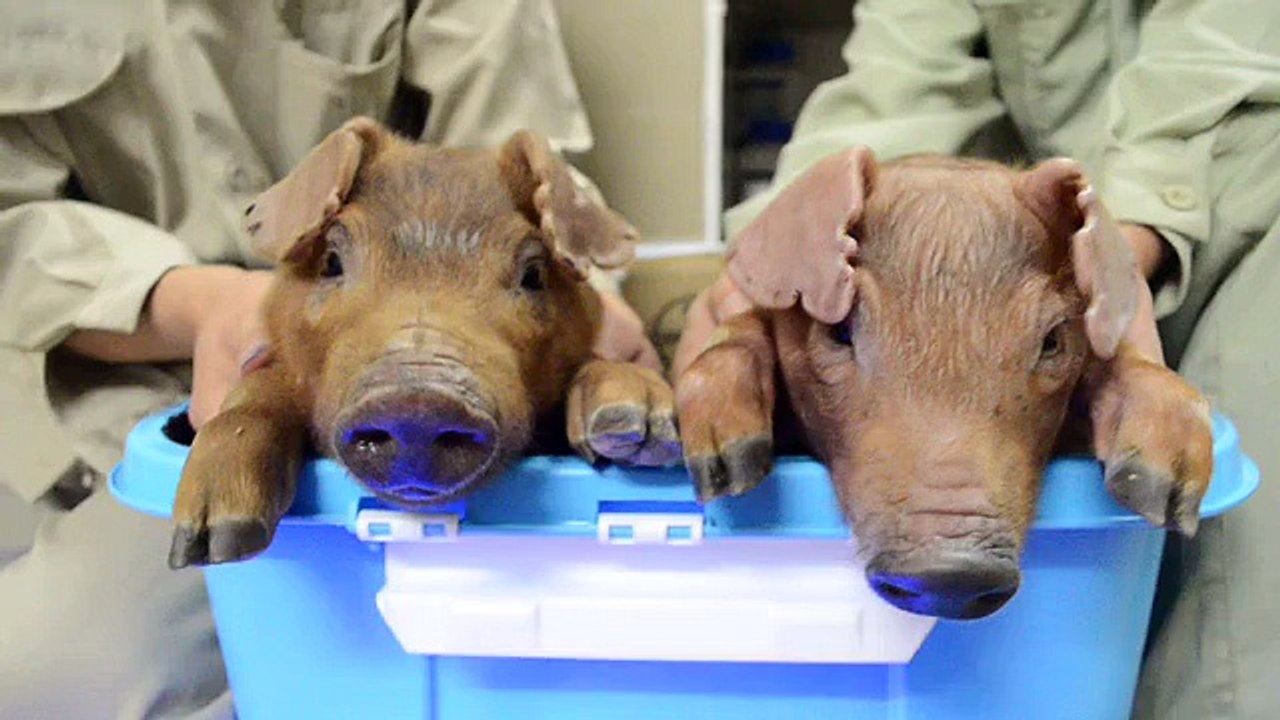 Des bébés cochons fluorescents en Chine