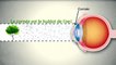 Lentilles de contact : les bonnes pratiques pour prendre soin de vos yeux