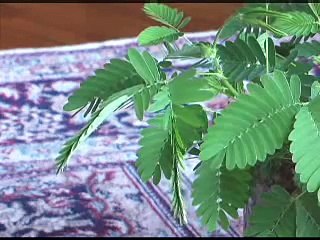 Mimosa Pudica : la plante qui a une mémoire