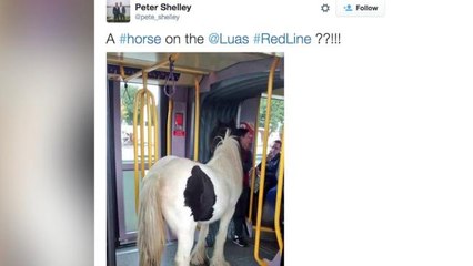 Horse rides a tram in Ireland