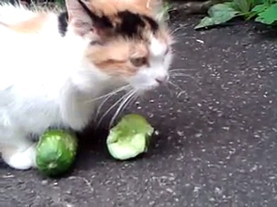 кто сжирает огурцы