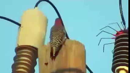 OMG!!! Bird gets Electric Shock - Scary