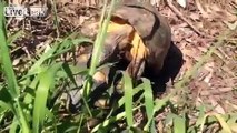 Tortoise mating sex like in Animal Planet!