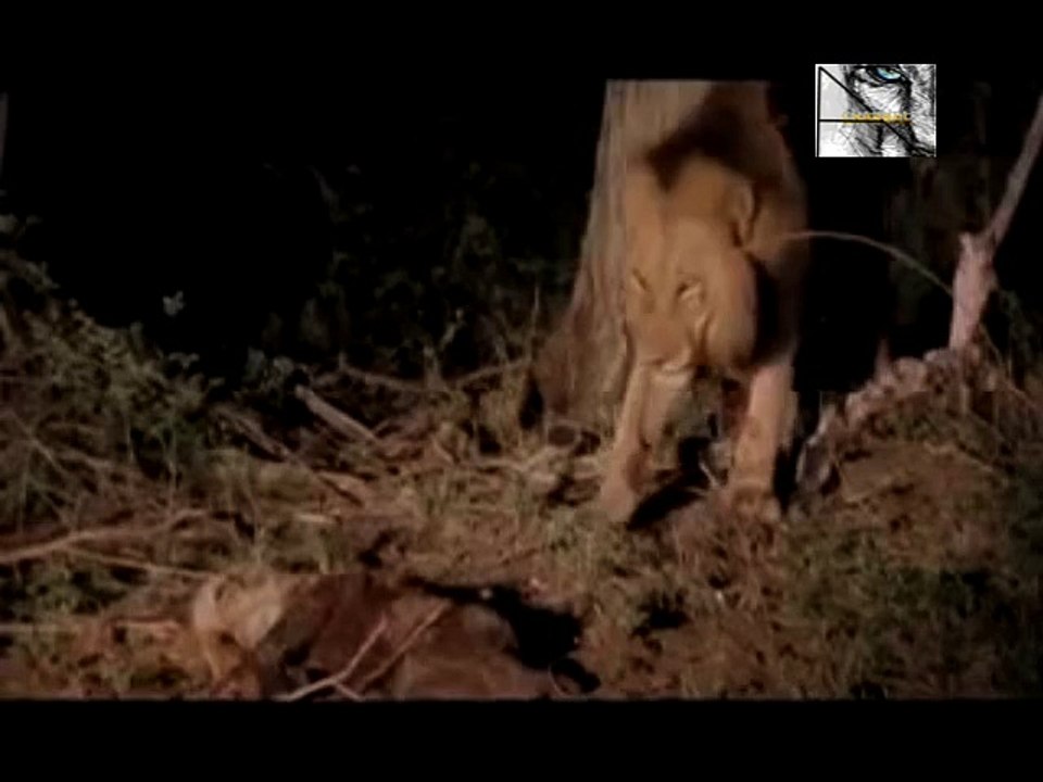 Killer Clips- Lion Sneak Attack