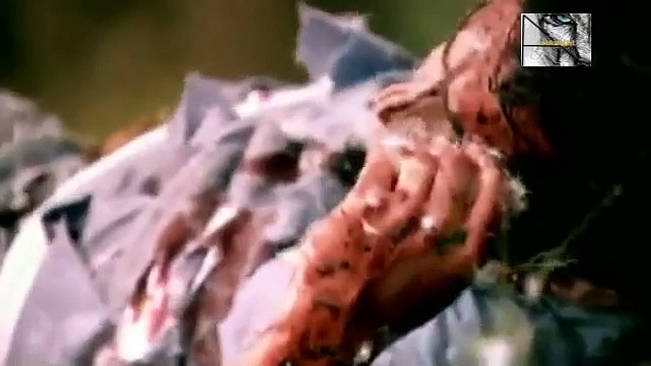 I Shouldnt Be Alive- Hunter Survives Grizzly Attack