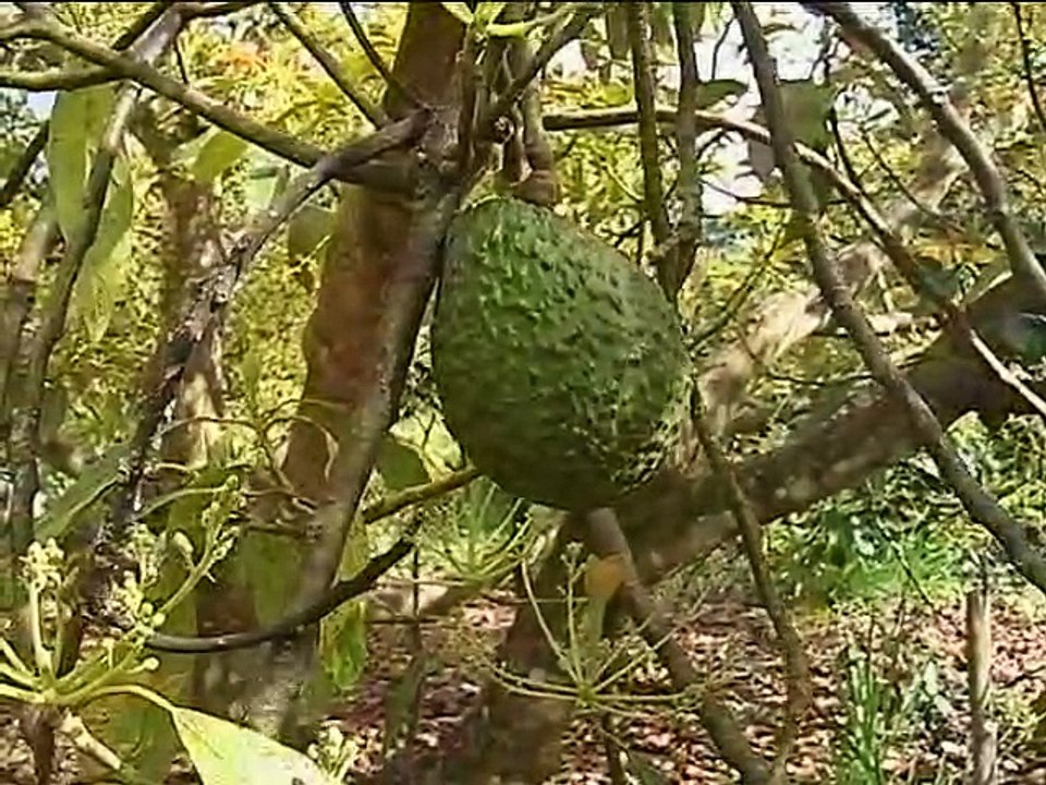 19 de septiembre de 2015 Cultivo de aguacte y fresa