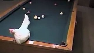 Chicken billiards :))