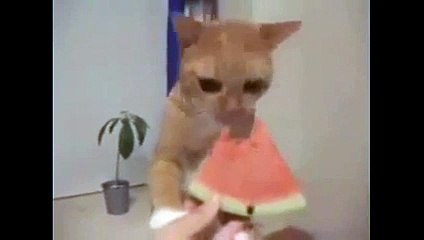 حيوانات طريفة ومضحكة قط رائع 2015