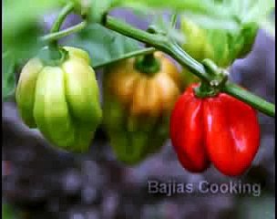 ' SPICY BBQ RAAN ' Bajias Cooking