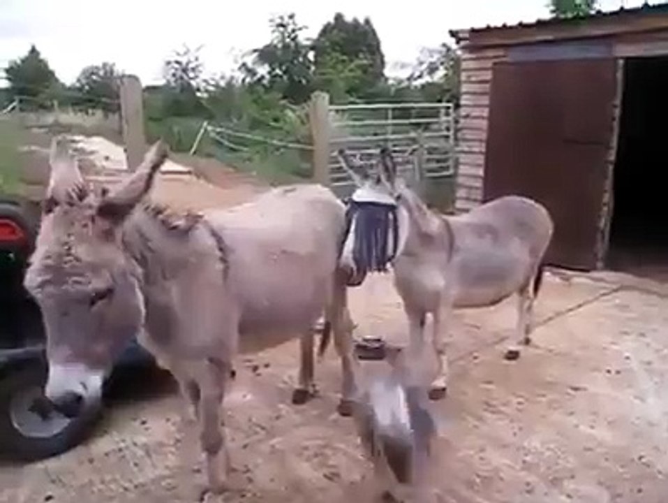 This goat love jumping around donkeys for some reason