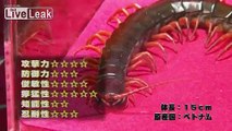 *New-Episodes*: Stag Beetle *VS* Vietnamese Giant Centipede [P1]