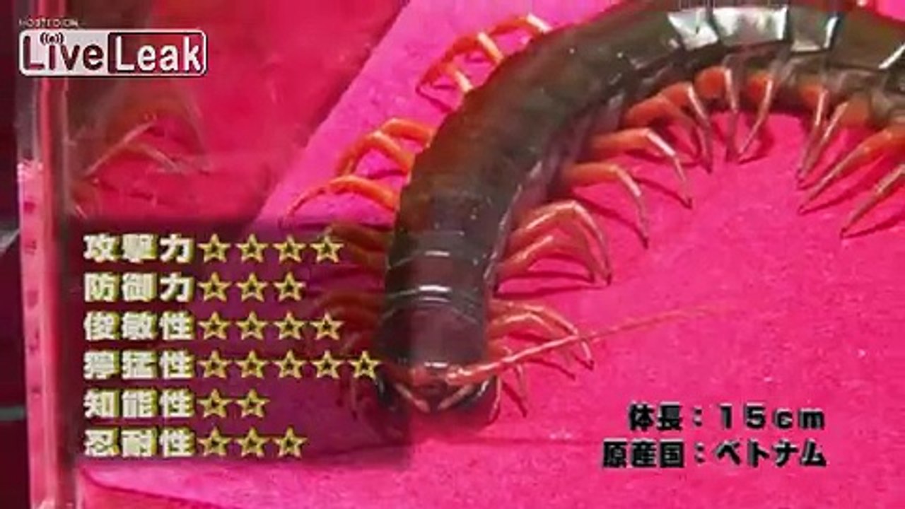 *New-Episodes*: Stag Beetle *VS* Vietnamese Giant Centipede [P1]