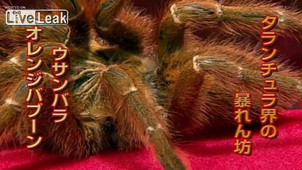 *New Episode*: Rhino Stag Beetle *VS* Orange Baboon Tarantula [P3]