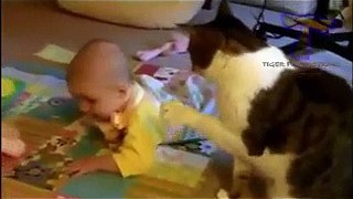 funny animals best video collection 2015