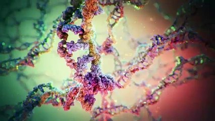 الخلية: أرض العجائب