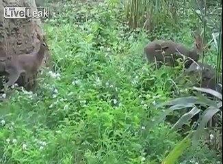 Lil' Dik-Dik
