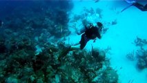 Scuba Diver Gets Bitten Right In The Face By A Big Ole Moray Eel (Not Graphic But Rather Scary)
