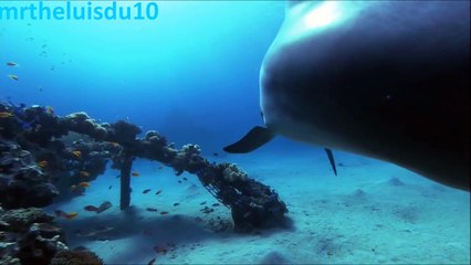 Michel Pépé Et Logos - Immensite - Le Reve des Dauphins