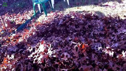 Funny Dogs Playing in Leaves Compilation 2013 [HD]