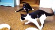 Cats Stumble In After A Night Of Drinking