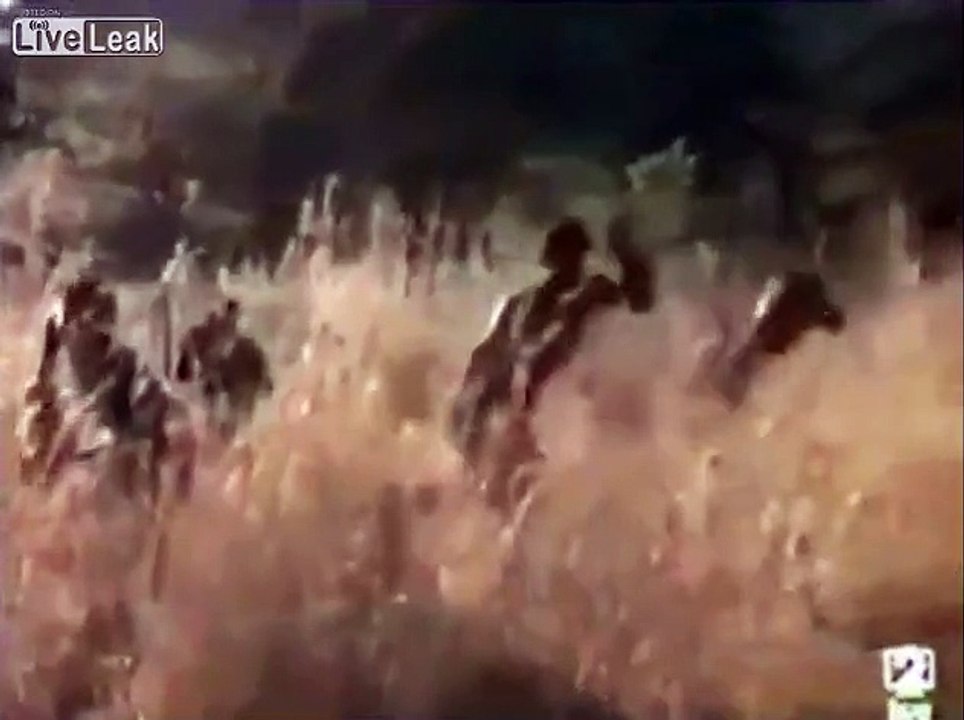Monkeys riding pigs bareback-WTF?