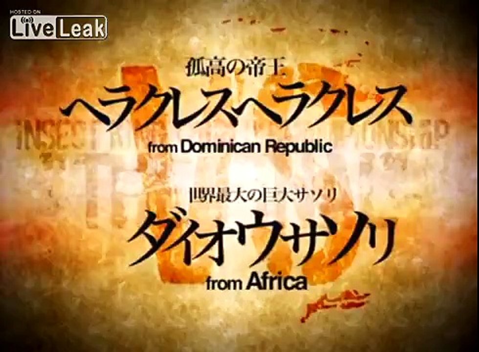 *Final Part*: Hercules Beetle VS Emperor Scorpion [P5]