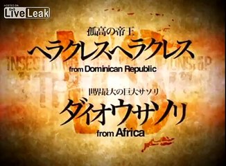 *Final Part*: Hercules Beetle VS Emperor Scorpion [P5]