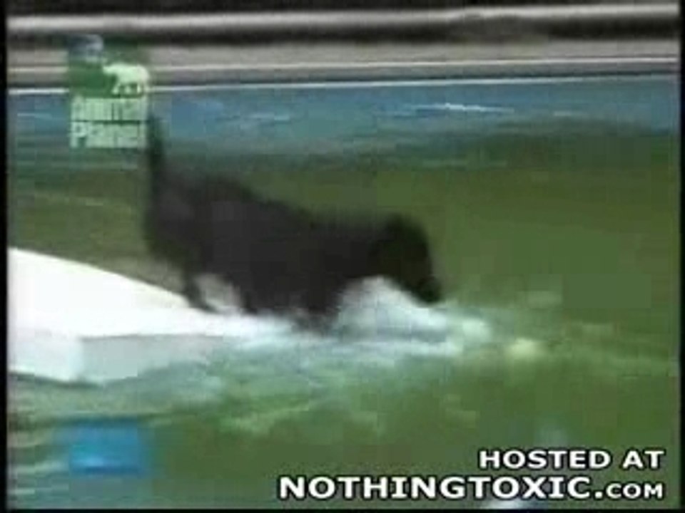 Dog5