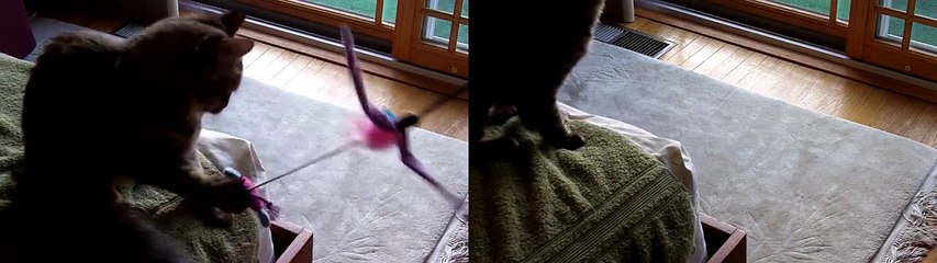 add 'em cats; there are two!