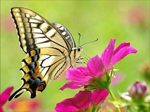 ヴィーナス達の涙(風景) Vénus des Abribus (パトリシア・カース Patricia Kaas) シャンソン / 訳詞初稿 Sima