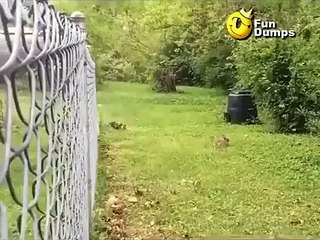 Le chat et le lapin... Cherche pas minou, tu fais pas le poids