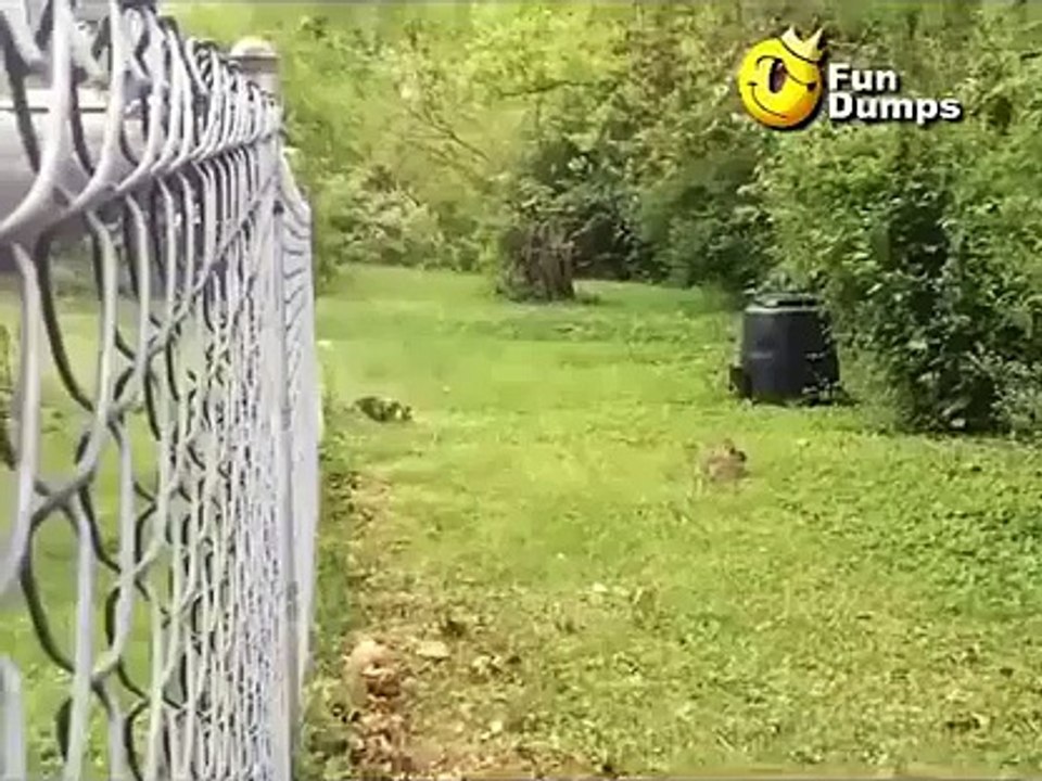 Cat VS Rabbit.... Rabbit is so so fast
