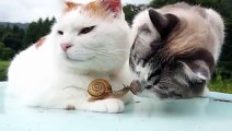 2 cats and a snail kissing is the cutest thing of the day!