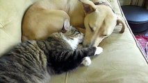 Cat Cuddles with Sleepy Dog